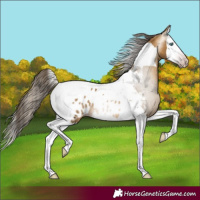 Horse Color:Gray Amber Cream Champagne Splash Tobiano Near Leopard 
