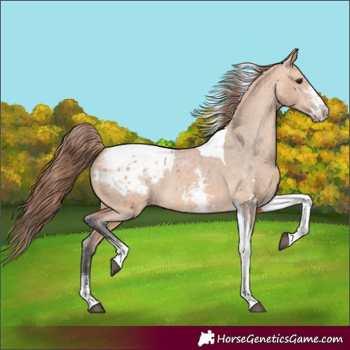 Horse Color:Bay Dun Sabino Tobiano Blanket Rabicano