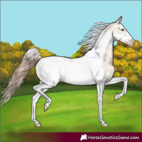 Horse Color:Amber Champagne Dun Sabino Splash Tobiano Frame Appaloosa Rabicano