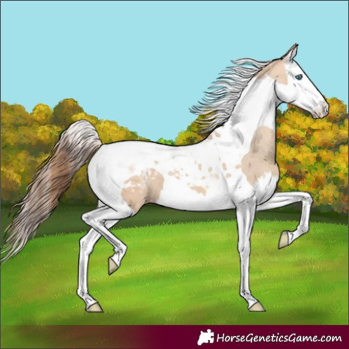 Horse Color:Amber Champagne Dun Splash Tobiano Blanket