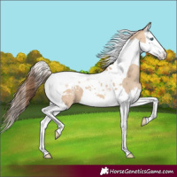 Horse Color:Amber Champagne Dun Splash Tobiano Appaloosa 