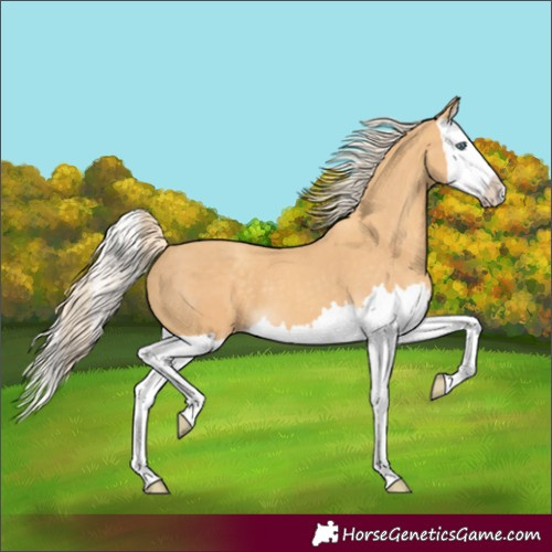 Horse Color:Gold Cream Champagne Splash