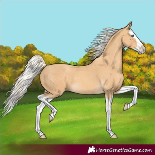 Horse Color:Gold Cream Champagne Splash