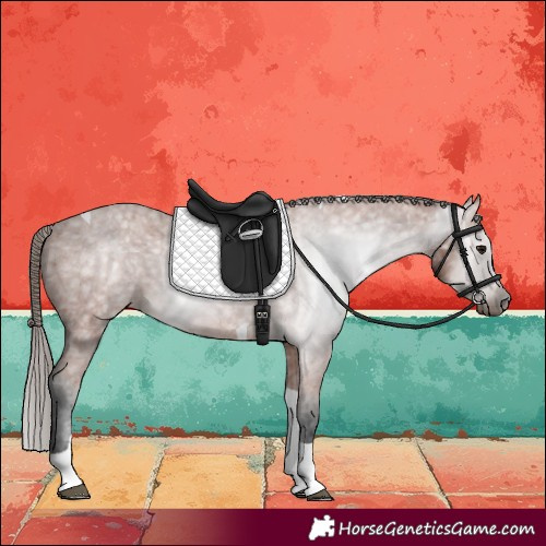 Horse Color:Gray Bay Tobiano Appaloosa 