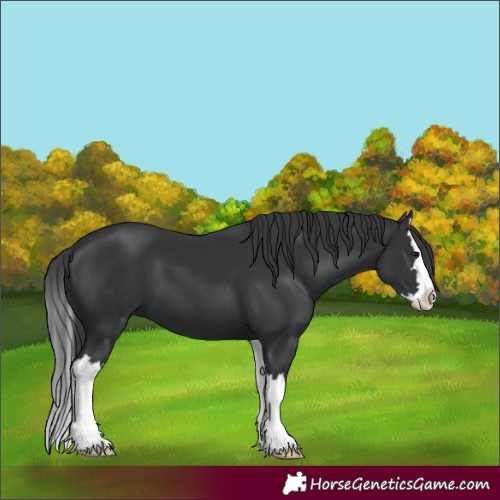 Horse Color:Black Splash