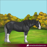 Horse Color:Black Splash 