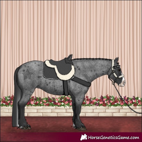 Horse Color:Blue Roan Splash 