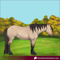 Horse Color:Bay Dun
