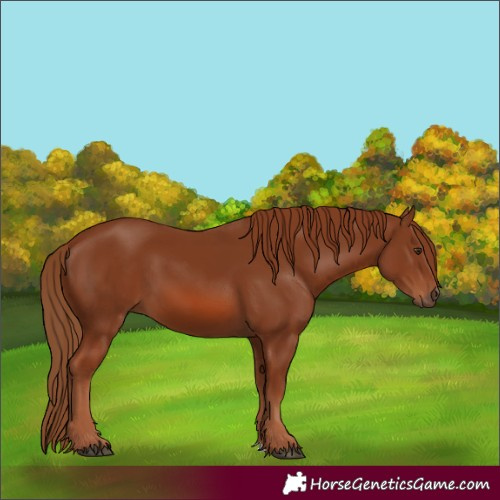 Horse Color:Chestnut 
