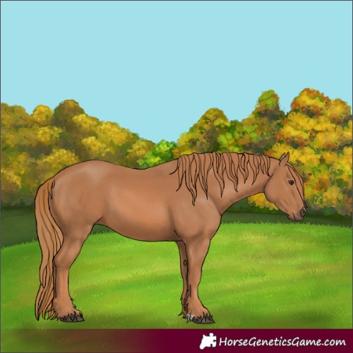 Horse Color:Chestnut 