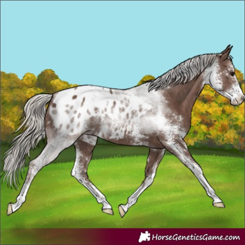 Horse Color:Silver Black Sabino Appaloosa Rabicano 