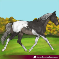 Horse Color:Gray Silver Black Tobiano Snowcap Rabicano