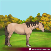 Horse Color:Amber Champagne