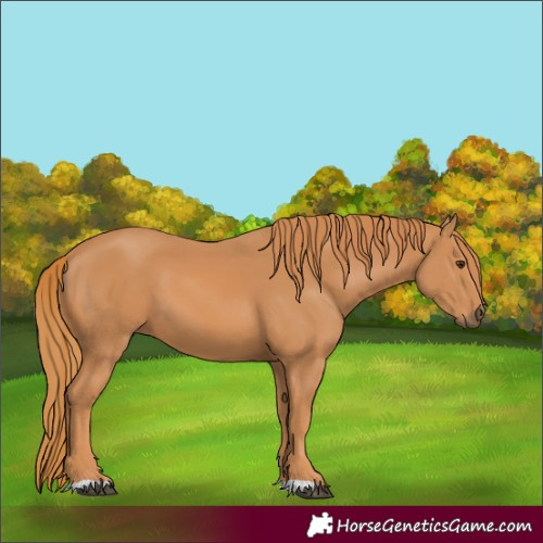 Horse Color:Chestnut 