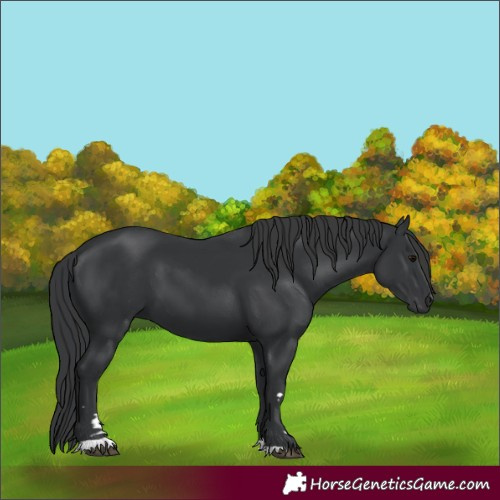 Horse Color:Black 