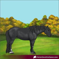 Horse Color:Black 