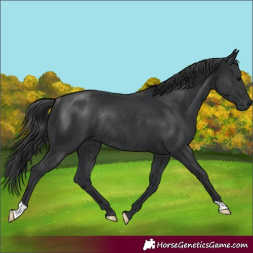 Horse Color:Black Rabicano