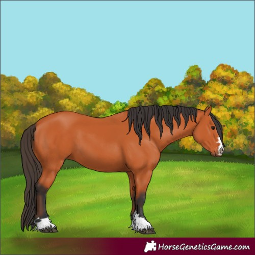 Horse Color:Bay 