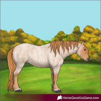 Horse Color:Red Roan