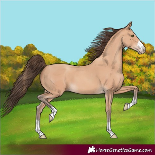 Horse Color:Amber Champagne