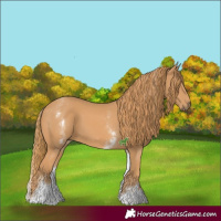 Horse Color:White Spotted Chestnut 