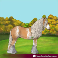 Horse Color:White Spotted Palomino 