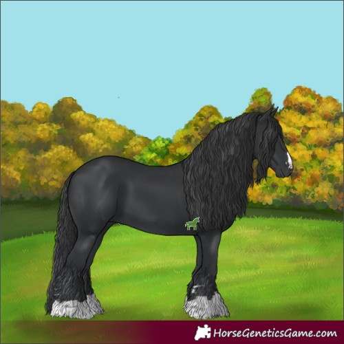 Horse Color:Black 