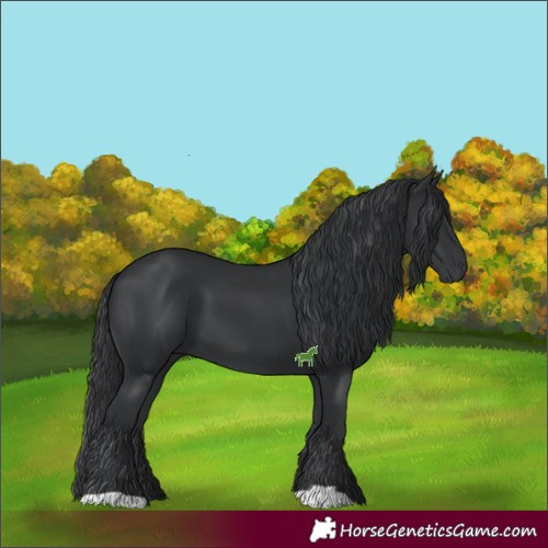 Horse Color:Black 