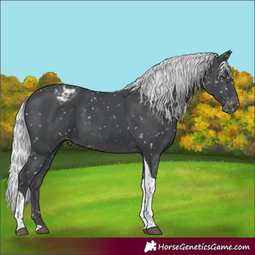 Horse Color:Silver Black Chinchilla Tobiano Appaloosa