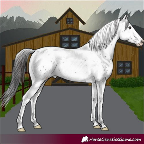 Horse Color:Brown Sabino Rabicano 