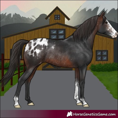 Horse Color:Brown Sabino Blanket Rabicano 