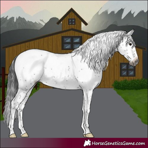 Horse Color:Gray Brown Sabino Rabicano 