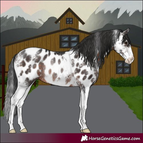 Horse Color:Brown Sabino Appaloosa Rabicano 