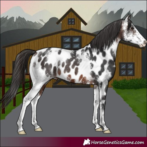 Horse Color:Brown Sabino Near Leopard Rabicano 