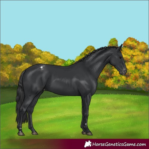 Horse Color:Black Appaloosa