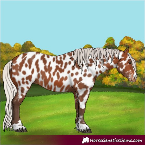 Horse Color:Silver Brown Appaloosa