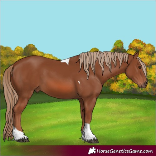 Horse Color:Chestnut Tobiano 