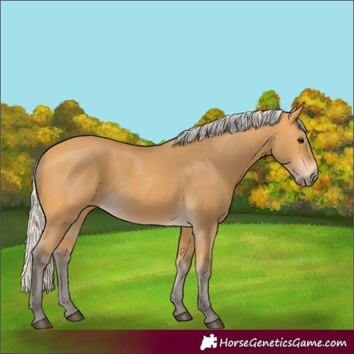 Horse Color:Silver Buckskin 