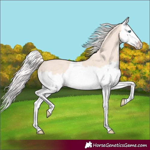 Horse Color:Cremello Splash