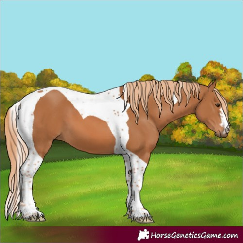 Horse Color:Chestnut Tobiano 