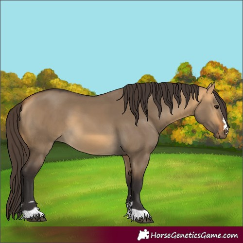 Horse Color:Buckskin Dun 