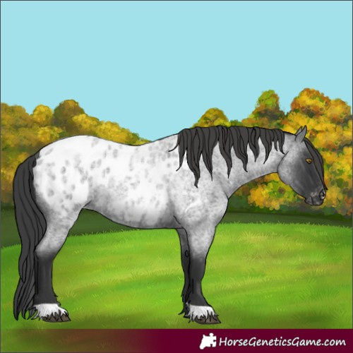Horse Color:Blue Roan Appaloosa Rabicano 