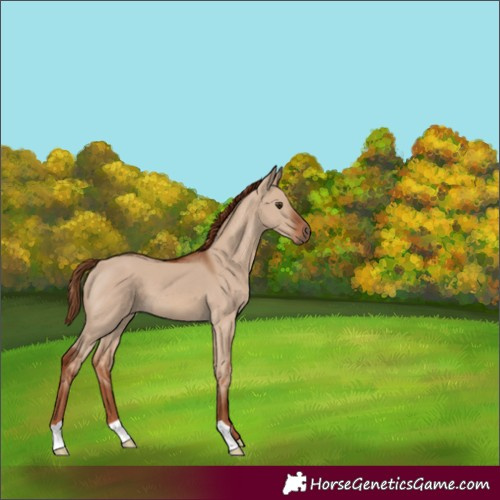 Horse Color:Red Dun 