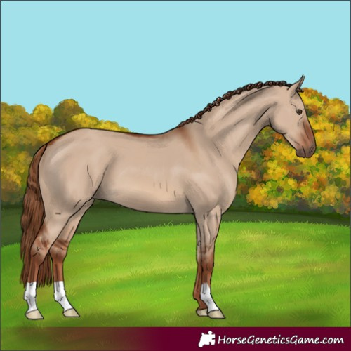 Horse Color:Red Dun 