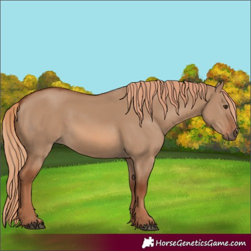 Horse Color:Red Dun 
