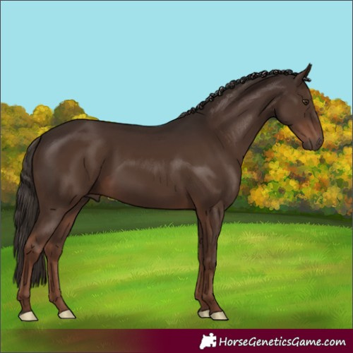 Horse Color:Liver Chestnut 