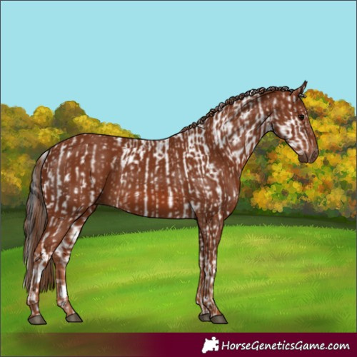 Horse Color:White Spotted Black and Chestnut