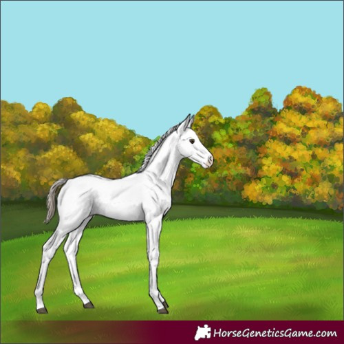 Horse Color:White Spotted Liver Red Dun 