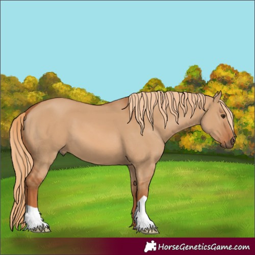 Horse Color:Red Dun 