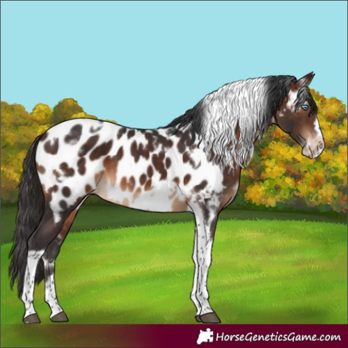 Horse Color:White Spotted Brown Tobiano Frame Appaloosa 